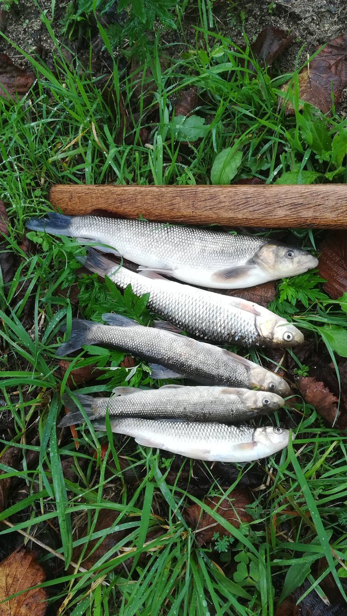 Kimine kök yesin dediler Rabbim sen en güzelini veriyorsun onlara kılçık nasıp et inşallah 😊