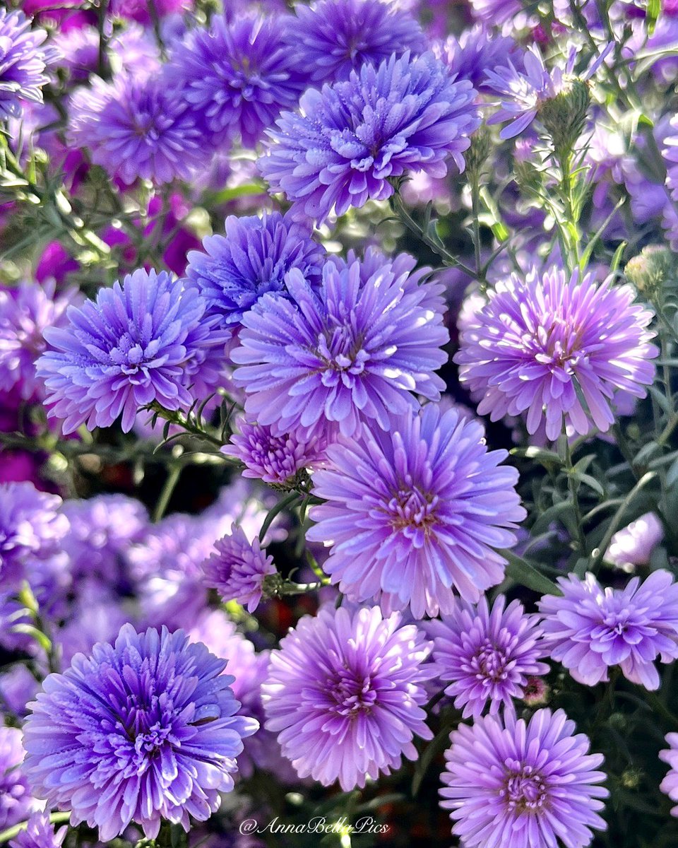 AnnaBellaPics's tweet photo. Double lavender blue asters sprinkled with the early morning dew💜 Happy new week🍂 #flowers #gardening https://t.co/ShRi9e4wCN