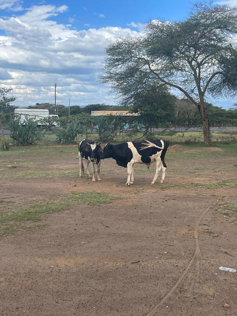 CreditonMilling's tweet photo. 🚴Last week, Sonya from our forage team, took part in an incredible challenge to raise money for several cancer charities. She flew to Kenya and took part in a 500km cycle from Nairobi to Kisumu. 

What a fantastic achievement-  Well Done!!
#sponsoredcycle  #teamcmcinkenya https://t.co/YWUYUqWpxJ