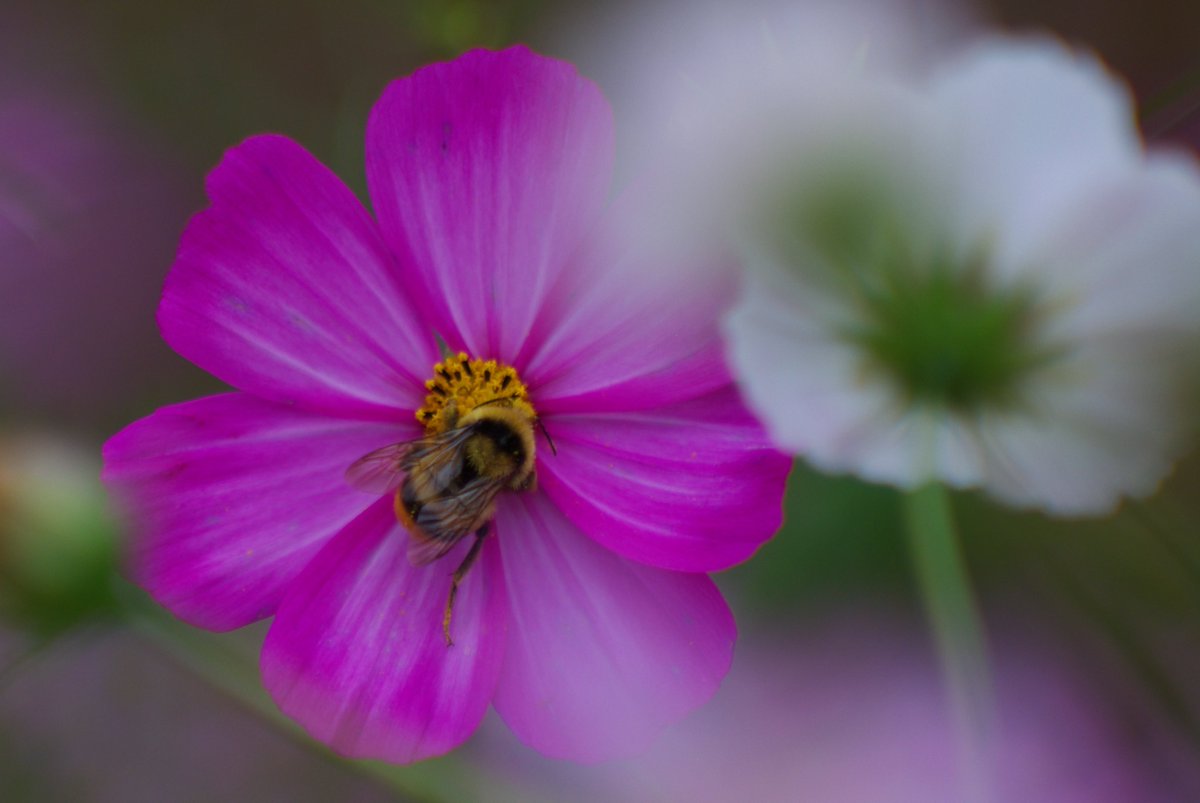 naonao77700's tweet photo. 蜂さん その2 🌸✨🐝✨
Jupiter-9 85mm f2
#Jupiter_9
#オールドレンズ https://t.co/cX1EPHAGiE