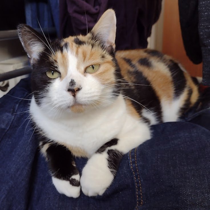 Dr Charlotte Houldcroft tweet media