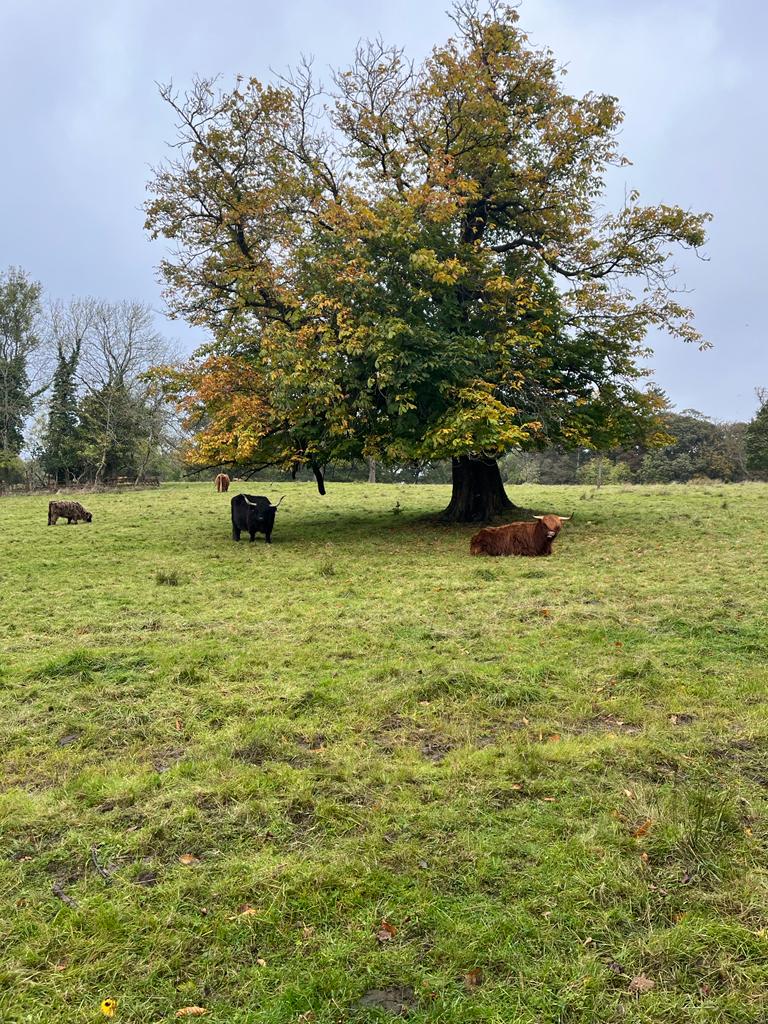 iona_enable's tweet image. Great morning spent at Pollok Park, with some of our young people testing out the interactive devices at @burrellcollect finished with some cow spotting 🐮 days out are a great way to practice using public transport, socialising and dressing for the weather!! ☔