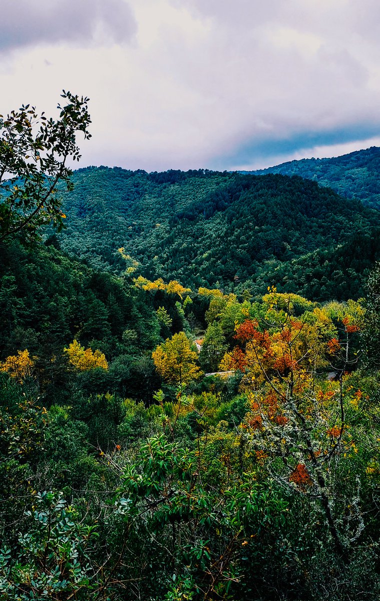 ismail17ida's tweet photo. Autumn in Kazdaglari  🍂
#Kazdağları #Kazdaglari #fotograf   #Kalkım  #doğadan #leaf #leaves   #travel #gezi #seyahat #fotoğrafçılık #withgalaxy #a33  #farklibak #fall #autumn #sonbahar #manzara #galaxya33  #autumn2022 #landscape #NaturePhotography  #NFTCommunity #orman https://t.co/Uv40p49BML