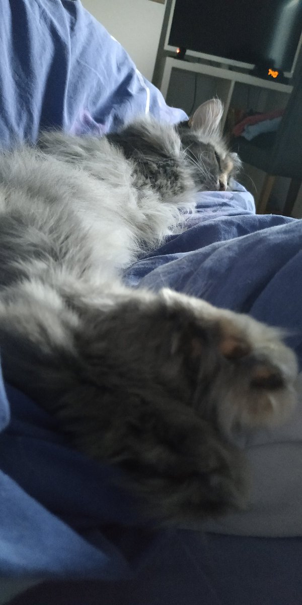 SparklesDogs tweet media