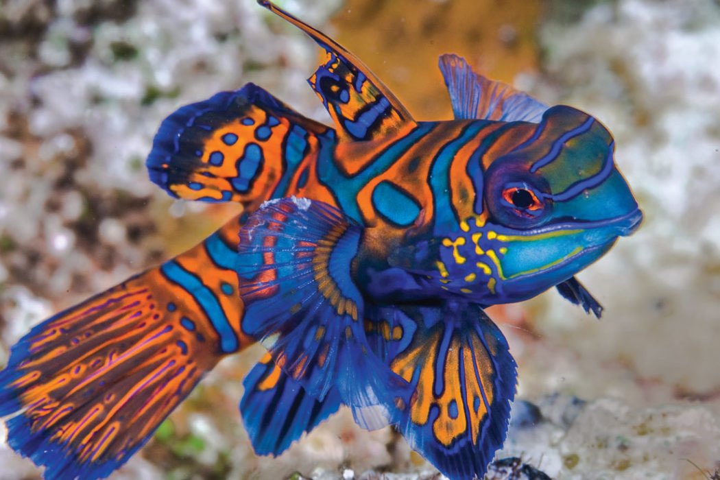 silliesofthesea's tweet photo. Silly of the day!! The mandarin fish, or mandarin dragonet are found in the Pacific in warm waters. They grow up to be only 3 inches and are known for their beautiful mating  rituals taking place at sunset. They feed at the floor and eat invertebrates and small crustaceans. https://t.co/p1ArET3fOD