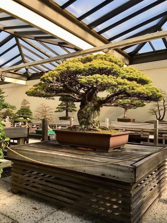 404 yıllık bonsai ağacı. Hiroshima'ya atılan bombadan sağ kurtulmuş.