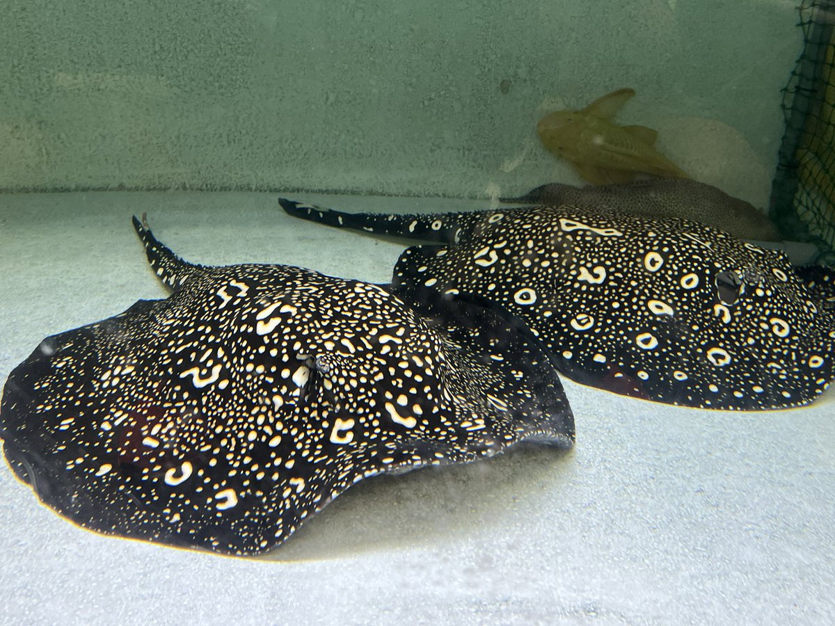 アルビノ クロコダイルスティングレーヘテロ 淡水エイ 古代魚 ポルカ