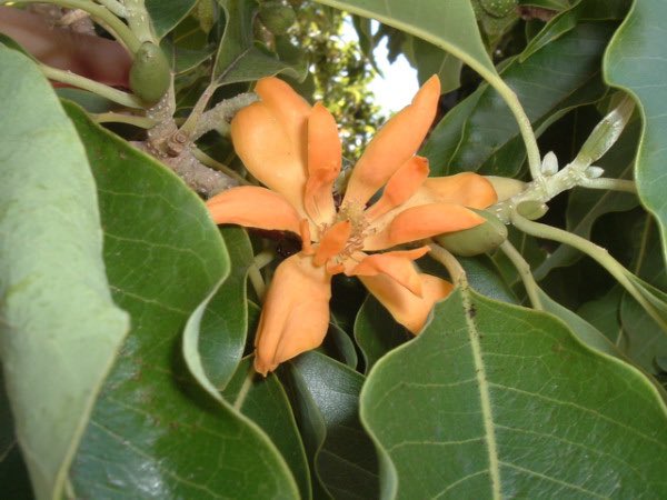 IVarsovienne's tweet photo. The champaca is said to have been used as the tree for achieving enlightenment, or Bodhi, by the fourteenth #Buddha. Tibetans believe that Buddha of the next era will find enlightenment under the white flower canopy of the #champaca tree #Merucivilization https://t.co/4QhV5qAXGA https://t.co/5Vgw0tAug3