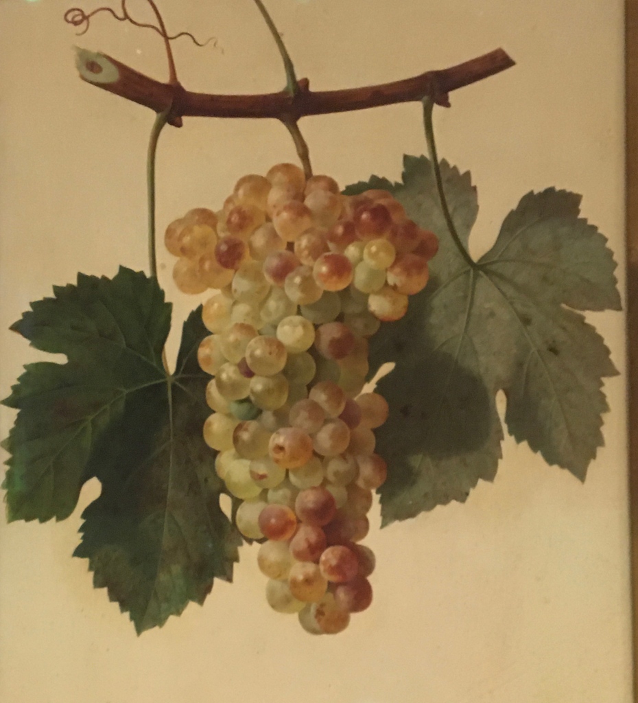 Parellada painted by Josep Mirabent in the 1870s.

A Catalan classic: one of the trio of grapes in #cava. A tough and ancient variety documented from the 15th century.

#Laltrevi #catalanwine #wineimporter #natural #organic #lowintervention #veganwine #winesofinstagram