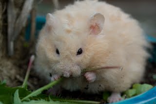 hambot (@hamsterybot) on Twitter photo 