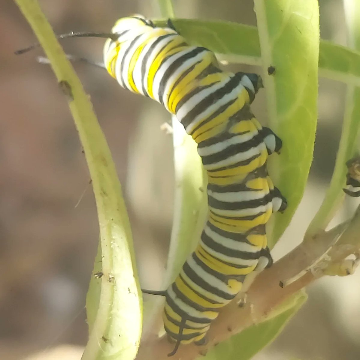 SHobbs416's tweet photo. @lostinthepatch Nope. Monarchs look like this... 😁 https://t.co/rGw1YIYW7I