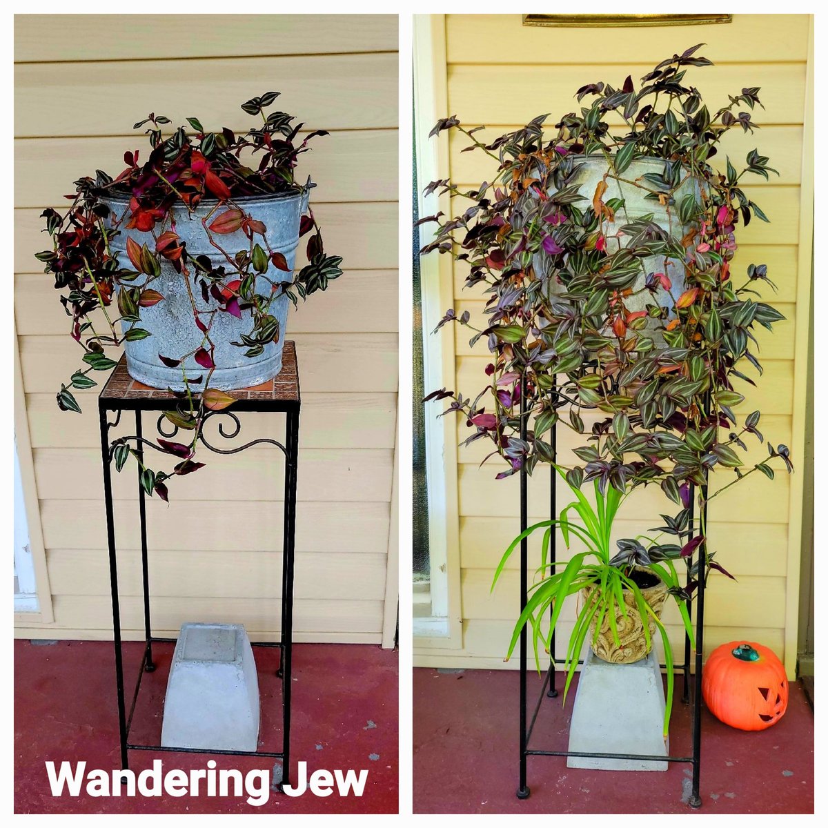 JeffreyScott17's tweet photo. 🪴 Wandering Jew (tradescantia) after a couple of months on my front porch. Love this plant as it grows so fast!
#WanderingJew #Tradescantia #FrontPorch #InchPlant #GalvonizedBucket #Vintage #Antique #Grow #GardeningTwitter #EasyToGrow #BeforeAndAfter #BrightLight #JeffreyScott https://t.co/JTCCkfJT3g
