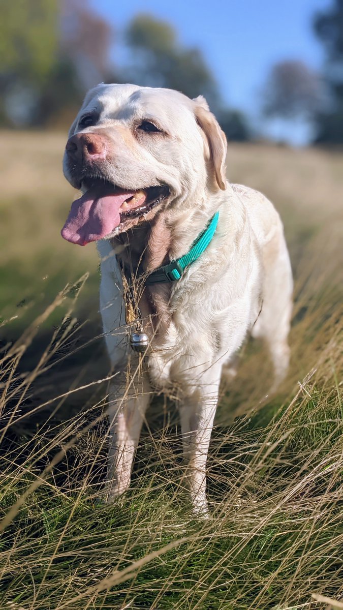 Kika stands in the long grass at the park, a bright blue sky behind her and her tongue hanging out in the most joyous fashion. She looks like she's had an amazing run around on such a glorious day in the park. On her collar she wears her silver free running bell.