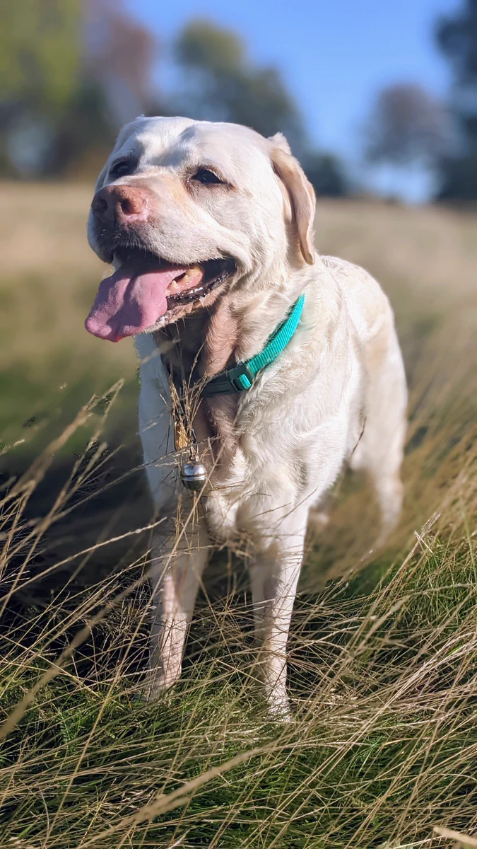 Kika stands in the long grass at the park, a bright blue sky behind her and her tongue hanging out in the most joyous fashion. She looks like she's had an amazing run around on such a glorious day in the park. On her collar she wears her silver free running bell.