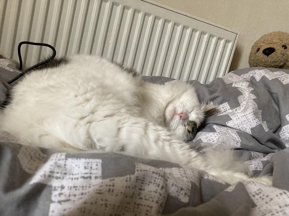 zigthekitty's tweet photo. ime Back from the ded . sorry . i was Sleaping https://t.co/nnKiuJdP6m