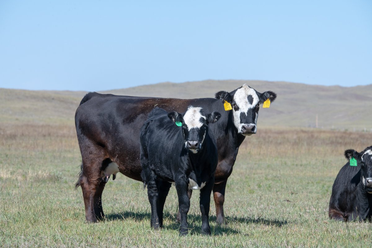 UNLBeef's tweet photo. How do you prioritize what cows and heifers to keep or sell? Join us tomorrow evening for the #BeefWatch Webinar Series as @kacie_mccarthy helps you think through culling decisions and utilizing pregnancy detection >>> https://t.co/E7TfEeAeaB https://t.co/LIeDvs2emi