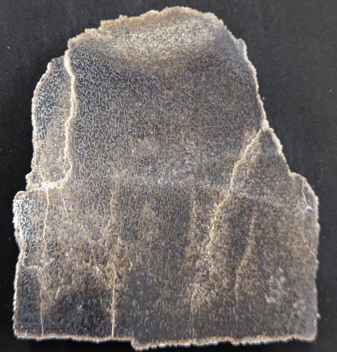 先行プレゼント企画 第2弾‼️
「竜脚類と推定される恐竜の骨化石」1点
産地:USA,ワイオミング州
時代:ジュラ紀
 片面を切断研磨、骨の構造が確認できます。
応募方法▼の2点
①<a href="/kasekinomarket/">化石のマーケット（KASEKI no MARKET）【公式】</a>をフォロー
②このツイートを「リツート」
当選者様は当会よりDMで連絡📩
〆切 10/23 23:59 #恐竜 #古生物