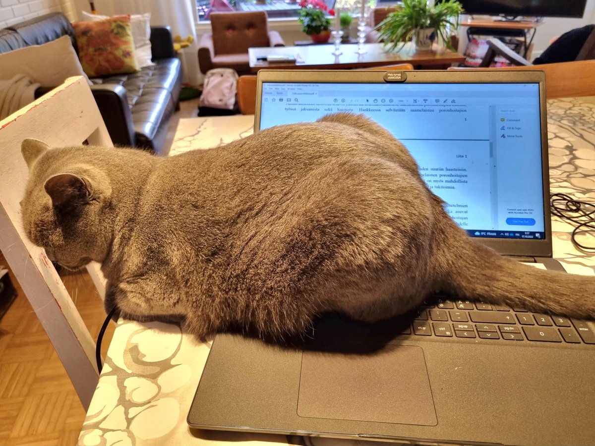 pirjo_saari's tweet photo. Eipä tarvitse enää virtuaalista #BreakPro'ta, kun on konkreettinen työn tauottaja paikalla😆🙃🤸
#mikrotauot #taukojumppa #kissa #catsoftwitter #etätyö https://t.co/FN6CGwdLyR