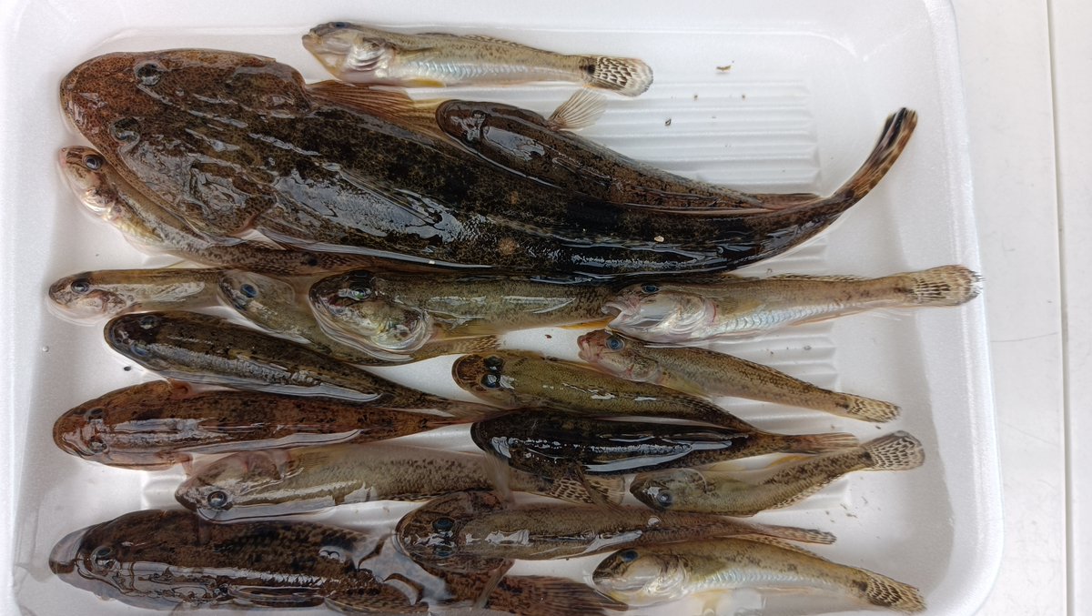 コチ Twitter Search Twitter