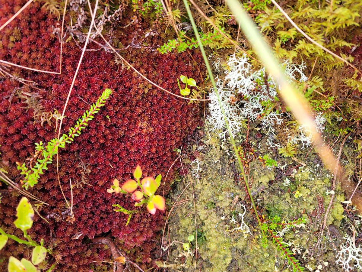 Peatlands are among the UK's most diverse habitats. Restoring them on behalf of our landowner partners helps to ensure the sustainability of these estates. This inspirational work mitigates Climate Change and enhances water quality. @IUCNpeat #peatlandcode #peatland