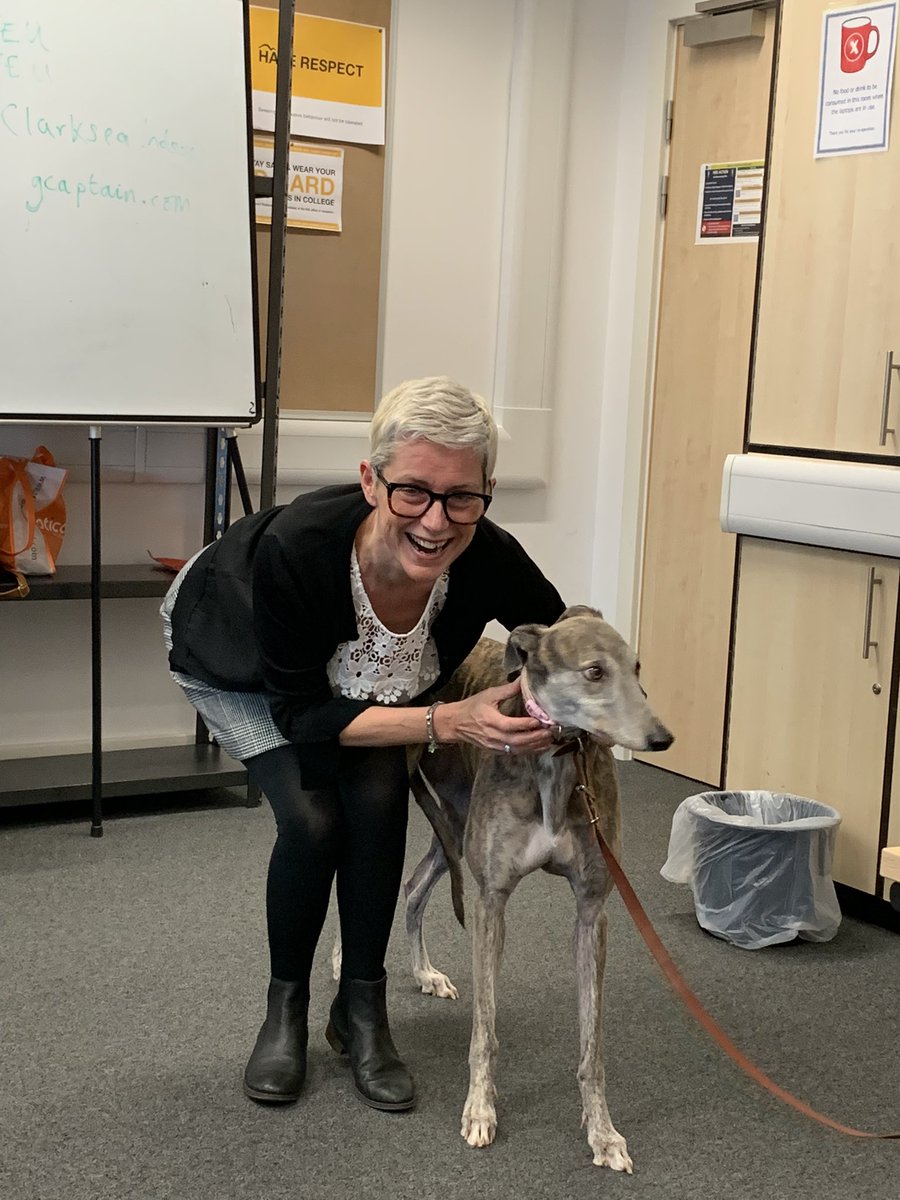 TrainconLearnin's tweet photo. When your teaching MHFA @Stocktoncollege and IT come in set your computer up with “Hazel” the rescue grey hound, how gawgeous😀. https://t.co/s9WMqDXgMc