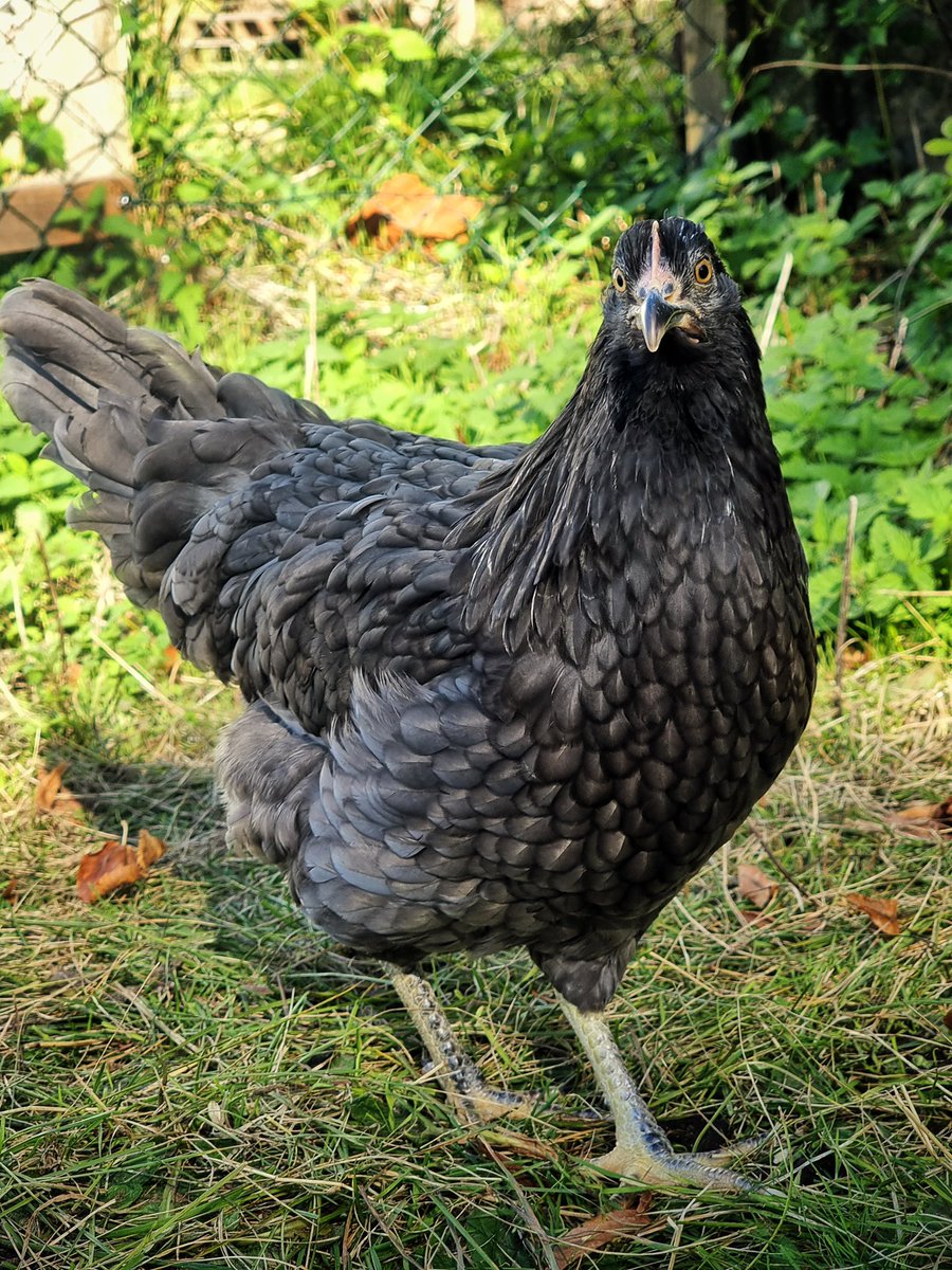 guteinern_ev's tweet photo. Putt Putt &amp; Nugget - zwei Grünleger 🐓

Mehr you den beiden findet ihr hier: https://t.co/uRIxjEACQQ

#GutEinern #Permakultur #Wuppertal #Hühner #Huhn #Nachhaltigkeit #nachhaltig #urbanfarming #selbstversorger #zurückzuneuem #hühnerstall #grünleger #nugget https://t.co/OBSX0rK8EW