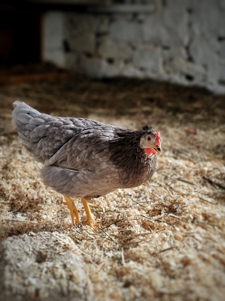 guteinern_ev's tweet photo. Putt Putt &amp; Nugget - zwei Grünleger 🐓

Mehr you den beiden findet ihr hier: https://t.co/uRIxjEACQQ

#GutEinern #Permakultur #Wuppertal #Hühner #Huhn #Nachhaltigkeit #nachhaltig #urbanfarming #selbstversorger #zurückzuneuem #hühnerstall #grünleger #nugget https://t.co/OBSX0rK8EW