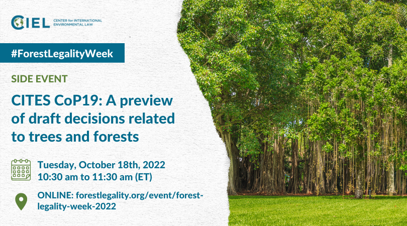 ciel_tweets's tweet photo. ‼️ Event alert ‼️
During #ForestLegalityWeek we are organizing an event to provide an overview of @CITES #CoP19 tree proposals & key draft decisions related to trees & #Forests, highlighting progress & challenges.
📅October 18th | 10.30am EDC
✒️Register: https://t.co/AJzG64Kn5F https://t.co/Iv7226mR0M
