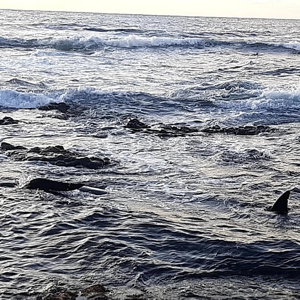 Two Pilot Whales beached on Tristan Da Cunha....😔😔.
#marineloss #whales #beached