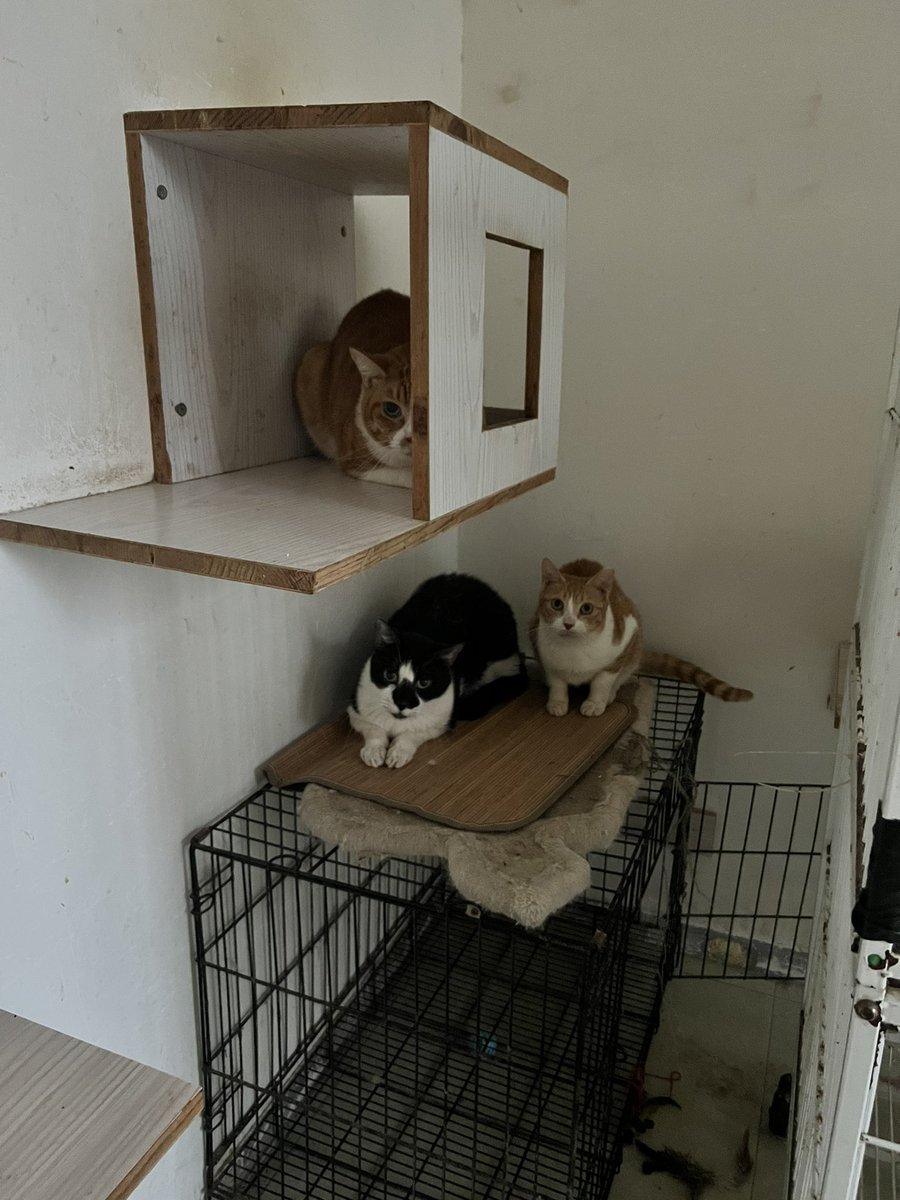 TimJinChin's tweet photo. 有想领养流浪猫的可以找我，限上海的，我收养了30多只流浪猫找好人家领养 https://t.co/31rGYQyzjx