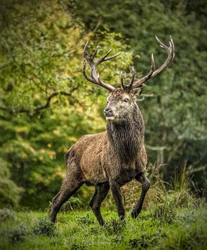 ciarancannon's tweet photo. Photographer Shane Stanley captured this beautiful stag in the Sliabh Aughty mountains this weekend. #hiddenheartlands #sliabhaughty https://t.co/ggn70MKRnX