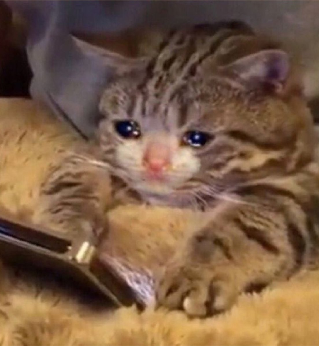 kapebeansies's tweet photo. https://t.co/AorFNtaRNm