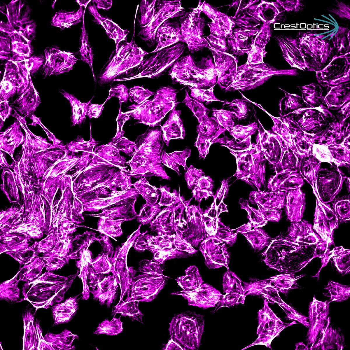 Image of the week at #CrestOptics

Full #FOV (25 mm) of cell monolayer acquired with X-Light V3 #spinningdisk. Fast and #largedata collection helps researchers to speed up in obtaining biological results.
<a href="/Nikoninst/">Nikon Microscope Solutions</a> #MicroscopyMonday