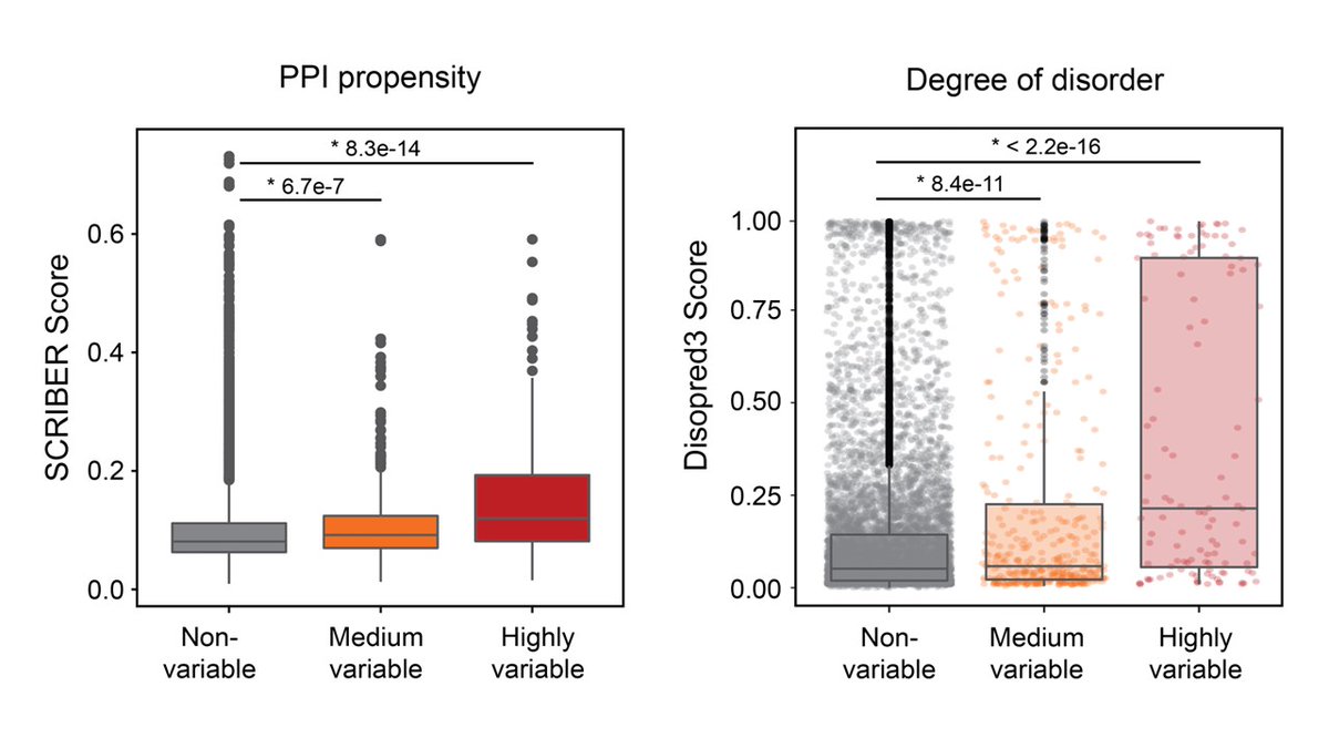 MarieMackmull's tweet photo. 9/ The paper also has the first analysis of inter-individual variability of a structural proteome in healthy humans. Structurally variable protein regions are more like to form protein-protein interaction and have higher disorder than non-variable peptides. https://t.co/rXcV8KHMAP