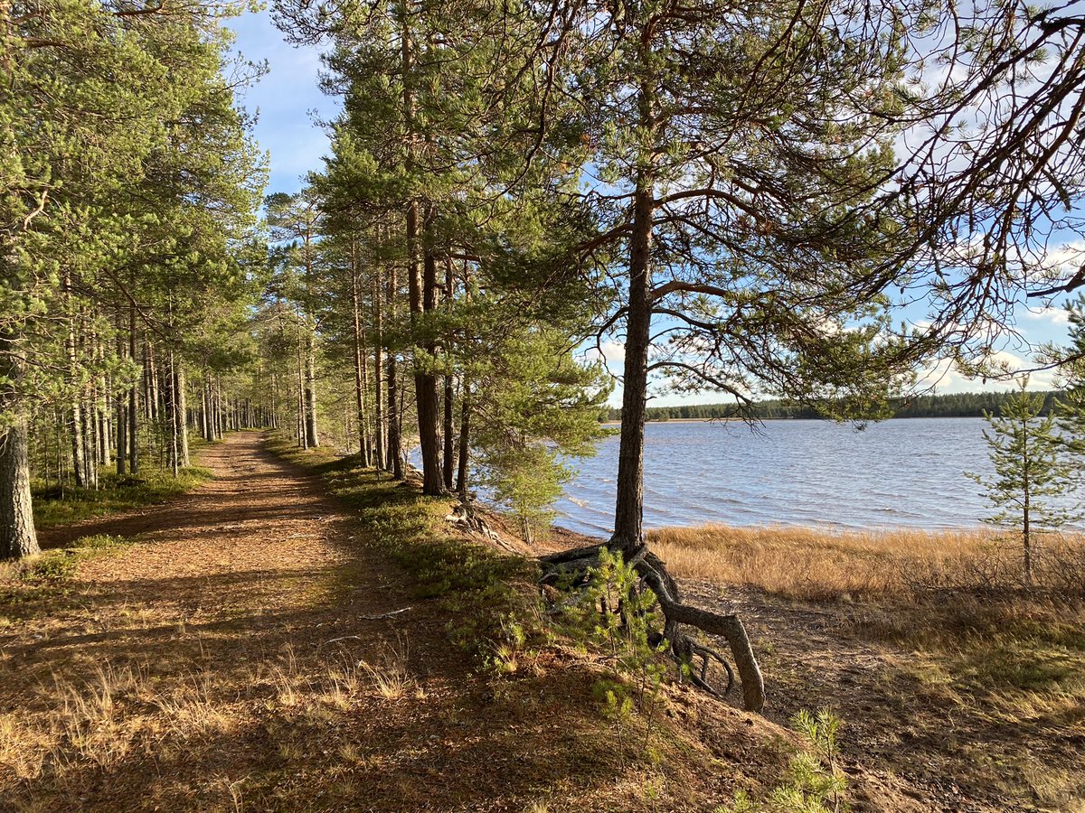 JaanaSunnvik's tweet photo. Mökkitie #syysloma #posio #lokakuu https://t.co/hY4iXAlJJh