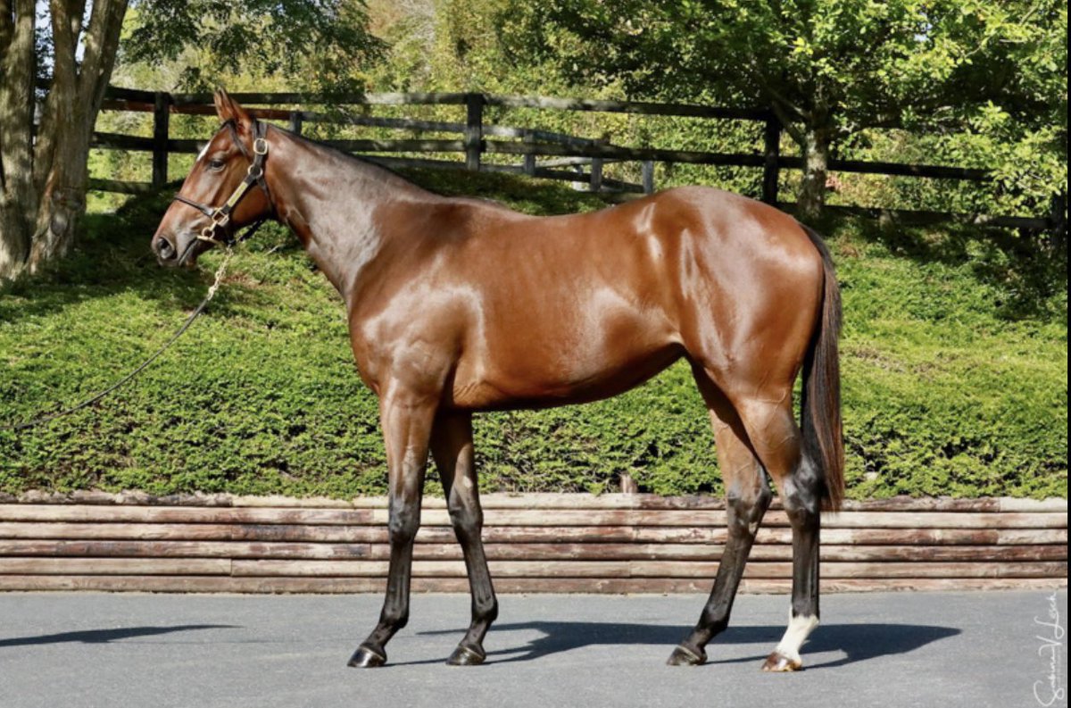 Congratulations to @HarasOmbreville for selling this nice filly by #Almanzor for 140.000€ to John Foote Bloodstock at the @InfoArqana Yearling Sale! Best of luck to her new connections !