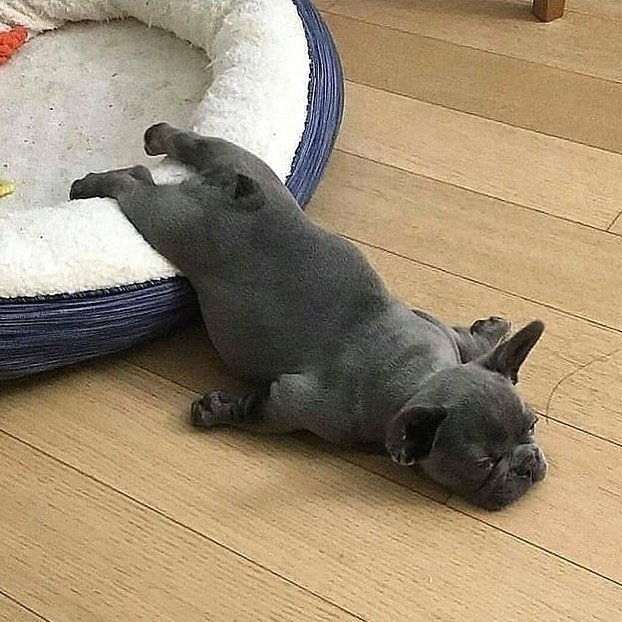 How cutie am i 1 to 10 rate me 💖💖 
 #frenchieworld  #frenchiestore #lilacfrenchie #myfrenchie #GIDLE #Nxde #AMAs    #dailyfrenchies