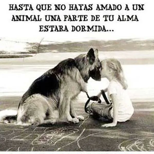 EcoInventos's tweet photo. “Hasta que no hayas amado a un animal una parte de tu alma permanecerá dormida”. Anatole France. https://t.co/p8WqKNkxBv