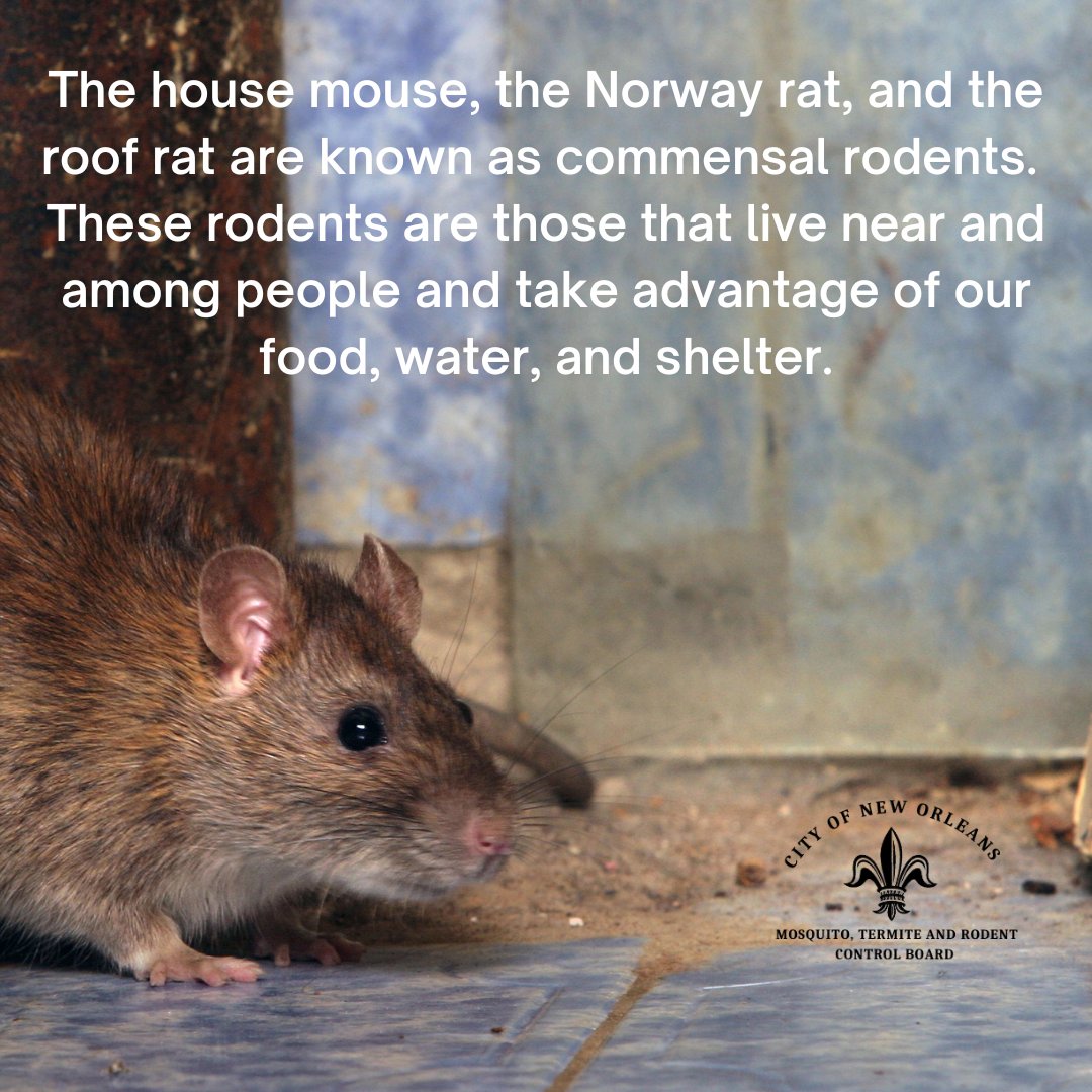 It's Rodent Awareness Week!  This week we will be posting about all things rodents.  First, here is some info on commensal rodents.
