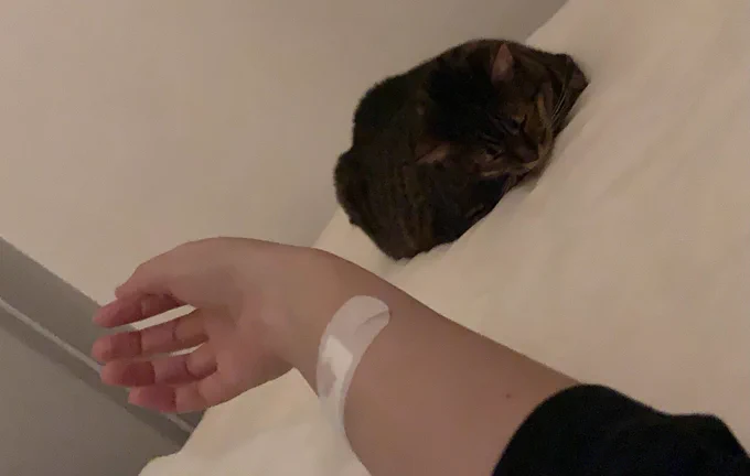 挟まったネコ救出しようとしたら思いっきり噛まれ。危うく職を失うとこだったよ… 