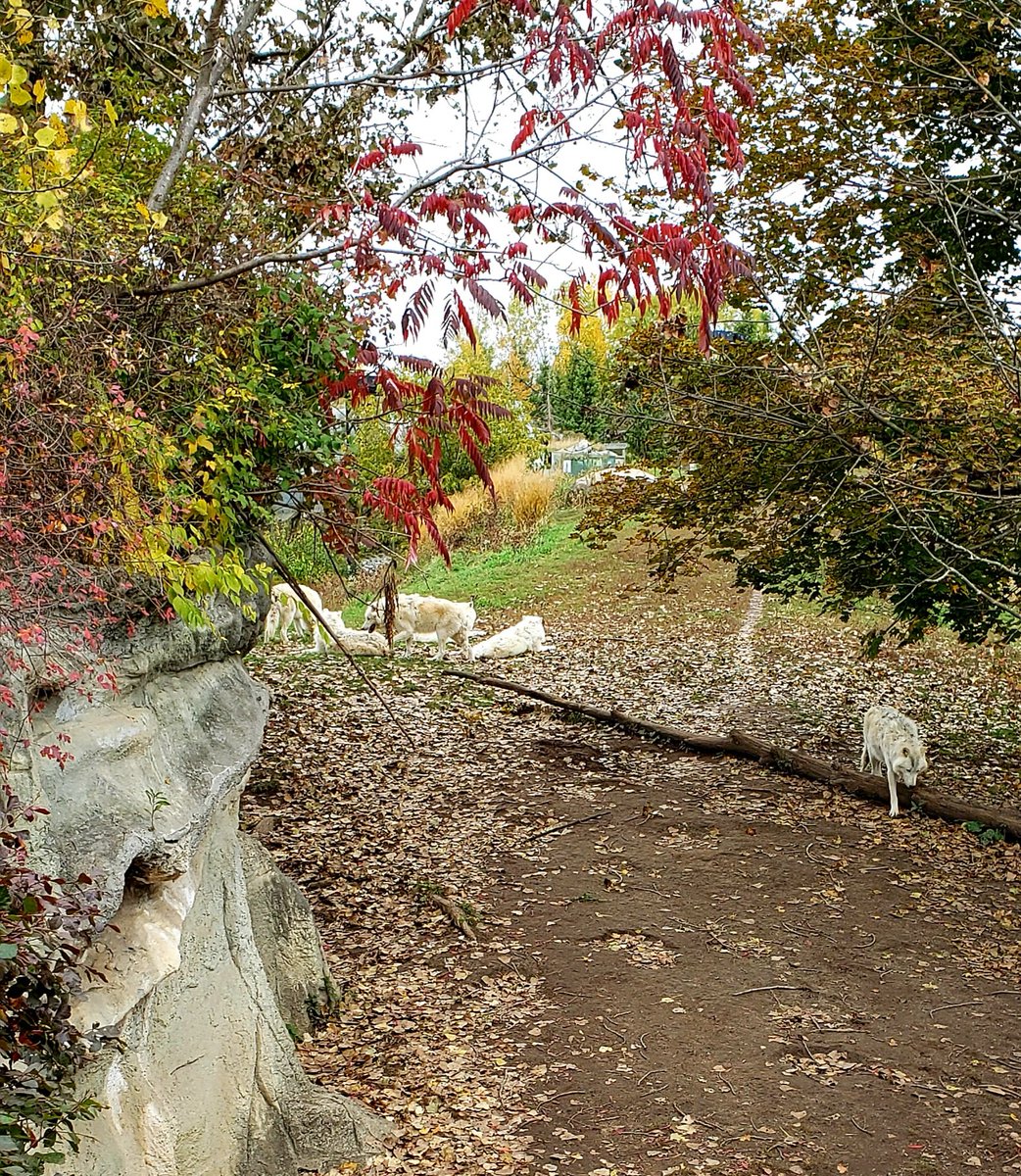 onedaywithNan's tweet photo. One of the prettiest places for a Fall walk is at @TheTorontoZoo 😍

#WhyZoosMatter #SavingSpecies #fightingextinction #volunteer #onedayishere https://t.co/N6njN4gcBw