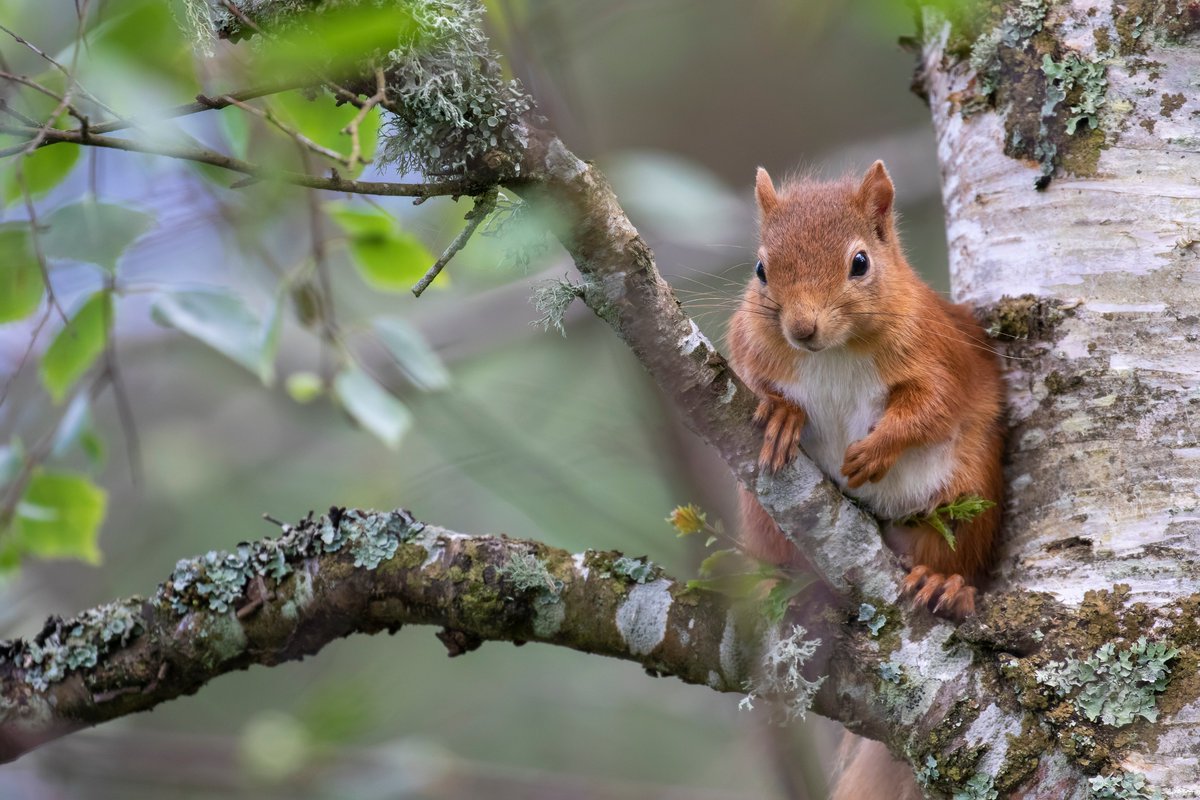 Become a squirrel spotter🐿️ Whether you live in the Scottish Highlands or are out exploring its woodlands, record your sightings to the Highland Red Squirrel Survey here: scottishsquirrels.org.uk The information you provide will help create a better future for the reds.