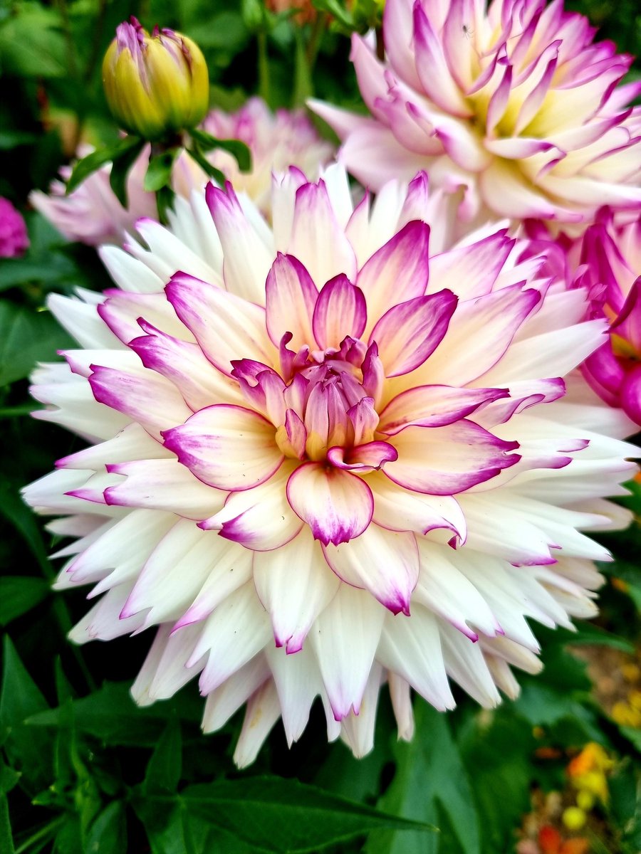 gower_gardener's tweet photo. Happy Monday everyone! This beauty is one of my favourites but I can't remember the name 🙃! I'm totally useless when it comes to labelling my dahlias 🤦‍♀️! So I'll just have to lapel them by colour this year😅 #DahliaLove #garden #GardeningTwitter https://t.co/DVtj1WW4x3