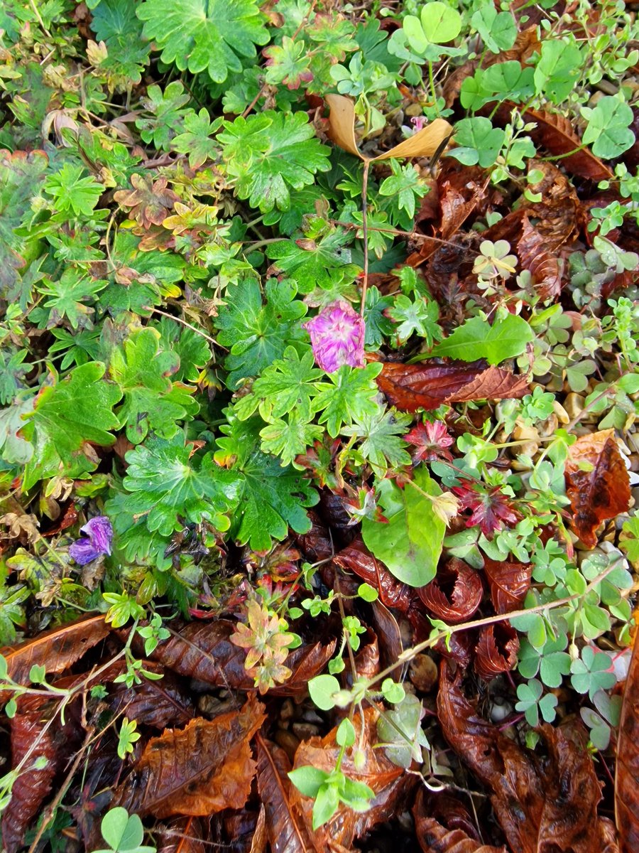 MLaurenceDesign's tweet image. As I cleared up leaves and weeds from the drive this weekend. I observed how soil and ecosystem building occurs. Pioneer plants collect organic debris around them, soils emerge.

#soilbuilding #leavetheleaves #soilecosystems #soil #soilmicrofauna #mycorrhizae #mulching #pioneers