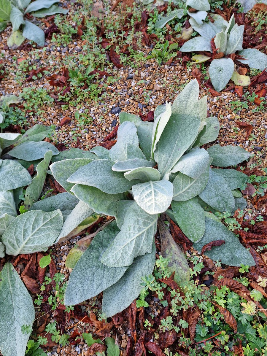 MLaurenceDesign's tweet image. As I cleared up leaves and weeds from the drive this weekend. I observed how soil and ecosystem building occurs. Pioneer plants collect organic debris around them, soils emerge.

#soilbuilding #leavetheleaves #soilecosystems #soil #soilmicrofauna #mycorrhizae #mulching #pioneers
