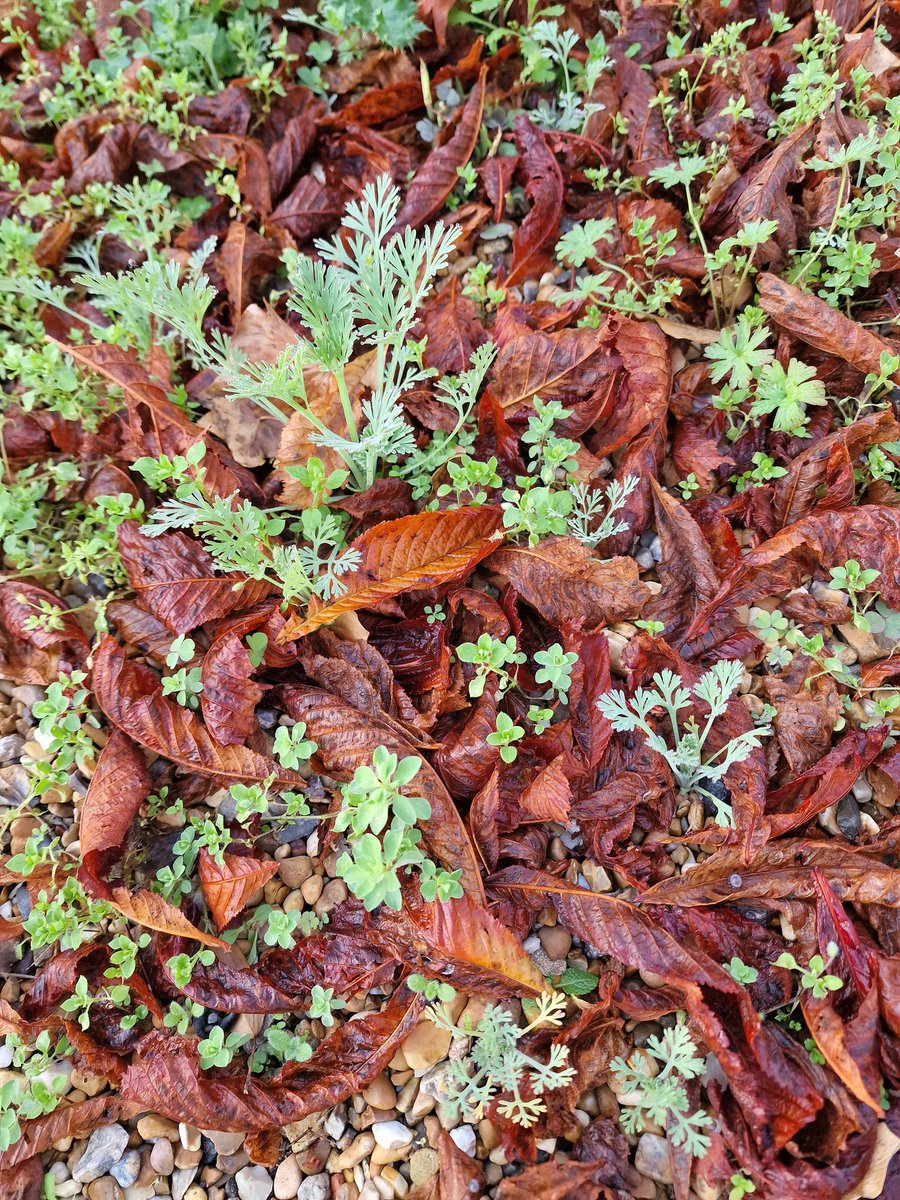 As I cleared up leaves and weeds from the drive this weekend. I observed how soil and ecosystem building occurs. Pioneer plants collect organic debris around them, soils emerge. #soilbuilding #leavetheleaves #soilecosystems #soil #soilmicrofauna #mycorrhizae #mulching #pioneers