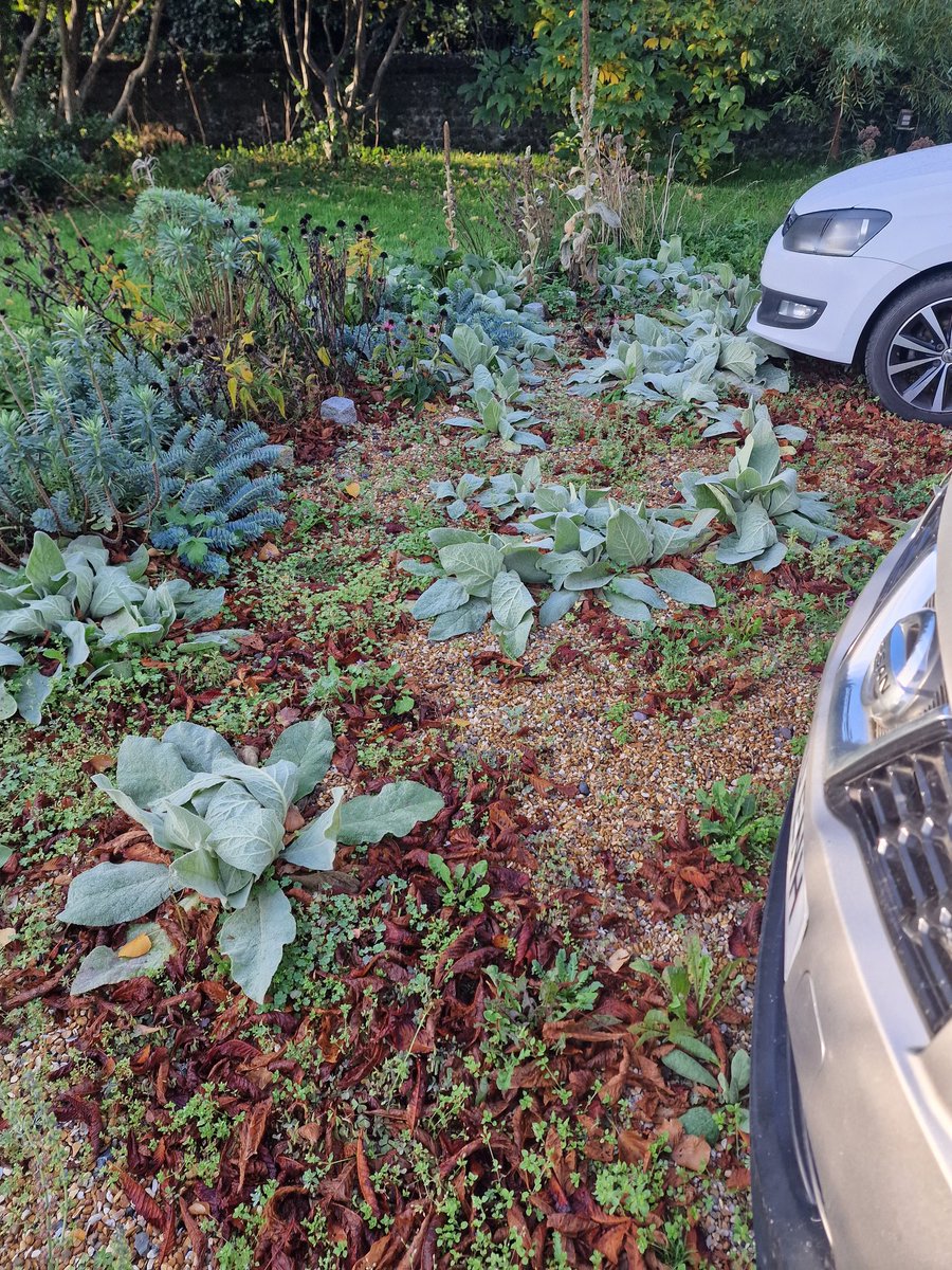 MLaurenceDesign's tweet image. As I cleared up leaves and weeds from the drive this weekend. I observed how soil and ecosystem building occurs. Pioneer plants collect organic debris around them, soils emerge.

#soilbuilding #leavetheleaves #soilecosystems #soil #soilmicrofauna #mycorrhizae #mulching #pioneers