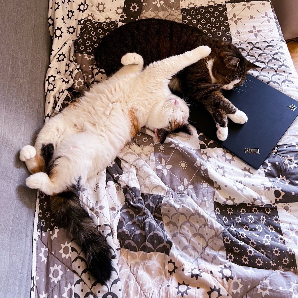 emoXcoder's tweet image. That’s how I nap after my oncall shift is over #gingythecat #marcythecat #catsofmicrosoft