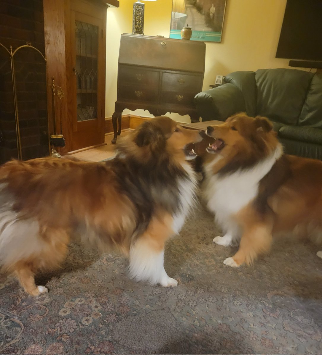 How about some early morning bitey face?