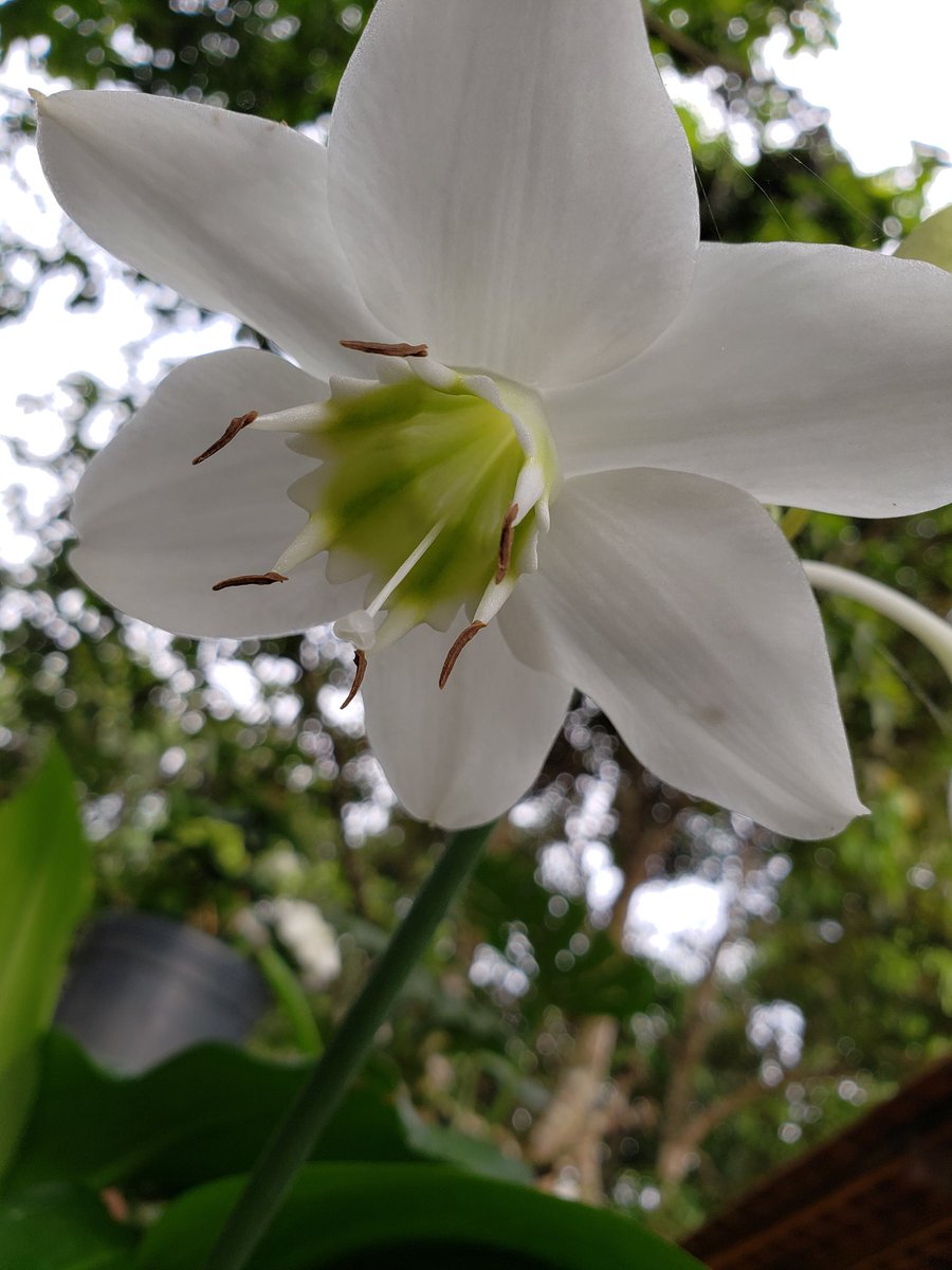 And___Dna_'s tweet photo. Lirío-do-amazonas,  tá lindo! 🌱🌼🤍
#comfiltro #semfiltro #natureza #vida https://t.co/kpmVfVxDMJ